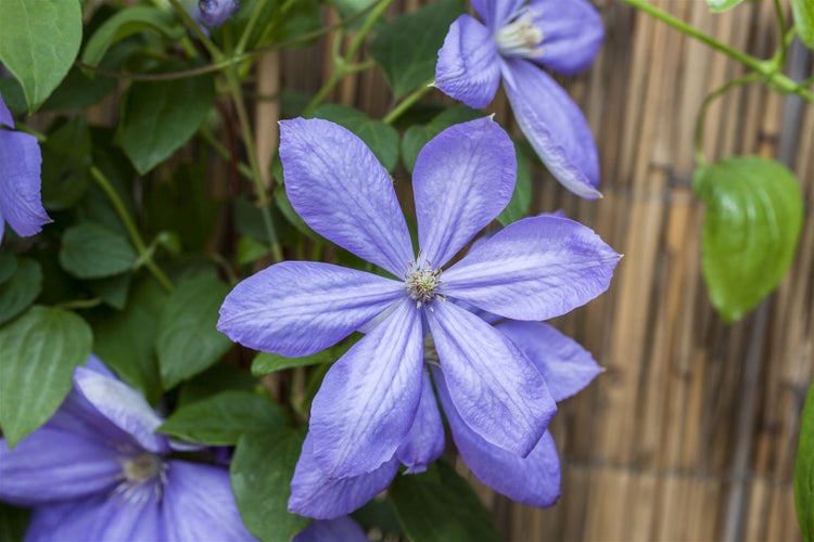 Clematis Hybride 'Mrs.Cholmondeley', großblumig, lavendelblau, 40–60 cm