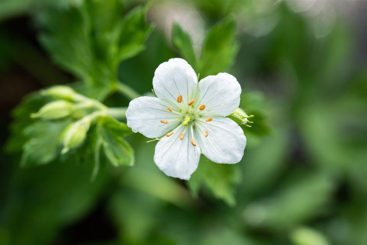 Geranium sanguineum 'Album', Storchschnabel, weiß, ca. 9x9 cm Topf