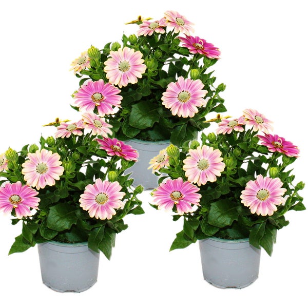 Kapkörbchen - Osteospermum ecklonis - 11cm Topf - Set mit 3 Pflanzen - rosa-gelb