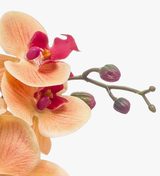 Orchidee mit aprikosenfarbenen Blüten, pinkfarbenem Zentrum und Knospen am Stängel.