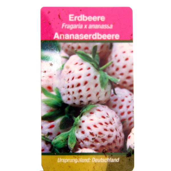 Weisse Ananas-Erdbeere Set mit 3 Pflanzen Fragaria Ausgefallene Sorte für Liebhaber des besonderen