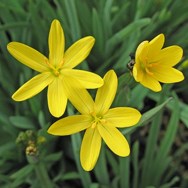 Gelbe Sternlilien im Gartenbeet