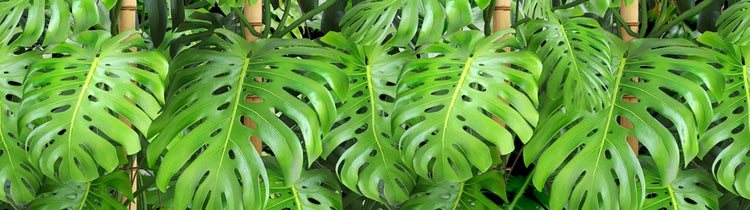 Nahaufnahme von Monstera Blättern