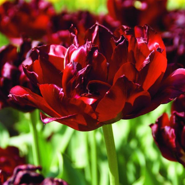 Nahaufnahme einer roten Tulpe im Garten