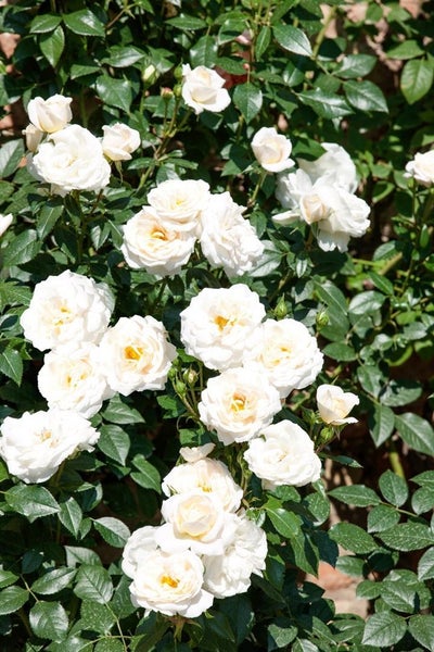 Rosa 'Lion's Rose', Edelrose, cremeweiß, 5-7,5 Liter Container