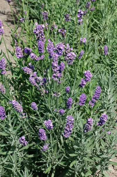 Lavandula x intermedia 'Grappenhall', Lavendel, silbergrau, ca. 9x9 cm Topf