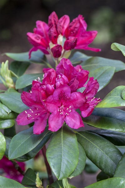 Rhododendron 'Nova Zembla', rot, 50–60 cm