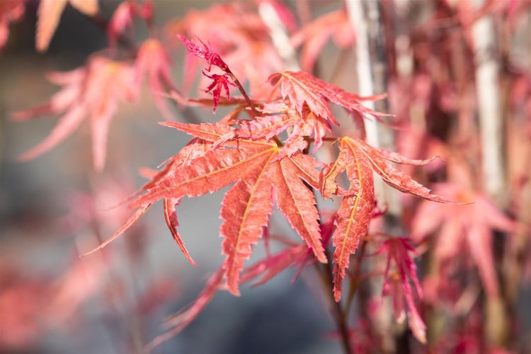 Acer palmatum 'Phoenix', Japanischer Ahorn, rot, 60–100 cm