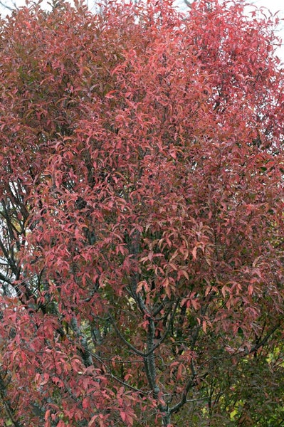 Euonymus europaeus, Pfaffenhütchen, 40–60 cm