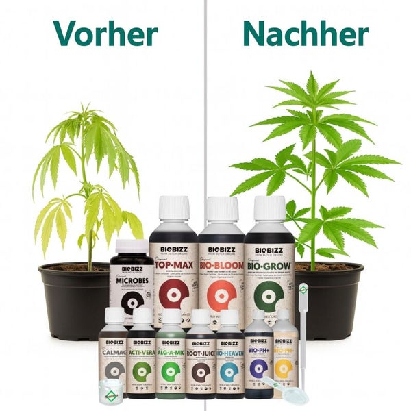 Vorher-Nachher-Vergleich einer Pflanze bei Verwendung von Biobizz Düngern und Zusätzen für gesundes Wachstum und kräftiges Grün.