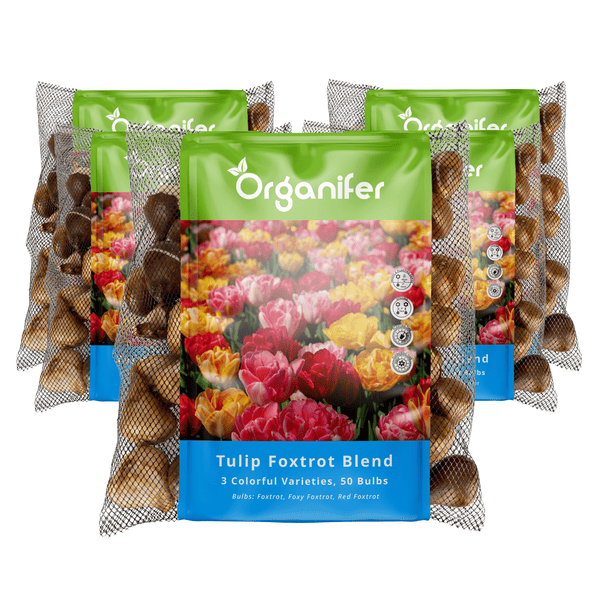 Mehrere Packungen Tulpen-Foxtrott-Mischung im Netzbeutel von Organifer