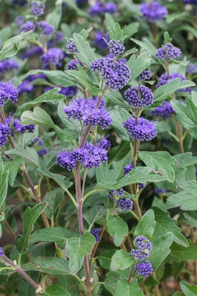 Caryopteris clandonensis 'Grand Bleu', Bartblume, blau, 40–60 cm