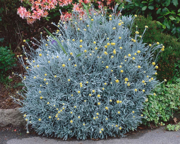 Helichrysum italicum, Currykraut, silbrig-grau, ca. 9x9 cm Topf