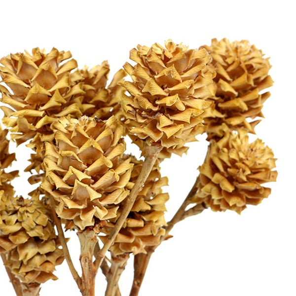 Dekorative getrocknete Zapfen auf Stielen