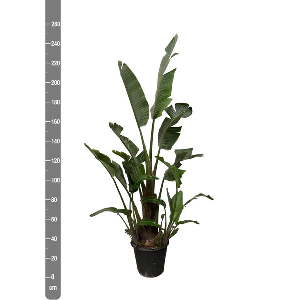 Baum-Strelitzie Augusta– 250 cm – ⌀45