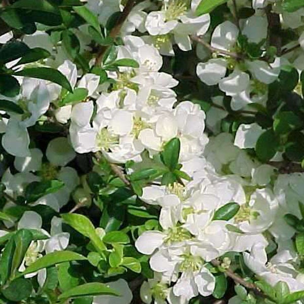 Blütenstrauch mit weißen Blüten und grünen Blättern