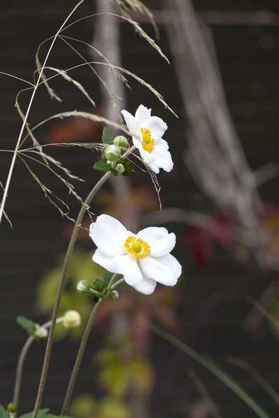 Anemone japonica 'Honorine Jobert', Herbst-Anemone, weiß, ca. 9x9 cm Topf