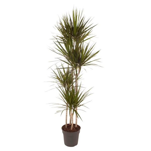 Drachenbaum Marginata - 180 cm - ø27