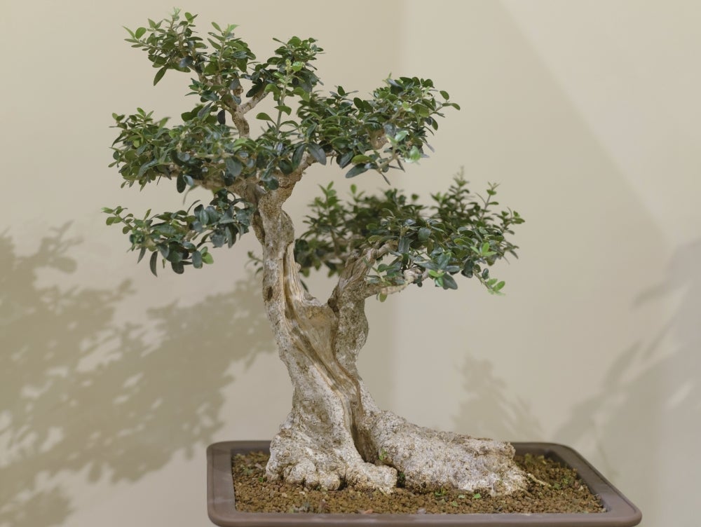 bonsai ficus microcarpa ginseng pflege Ficus microcarpa Ginseng kaufen | 80 cm