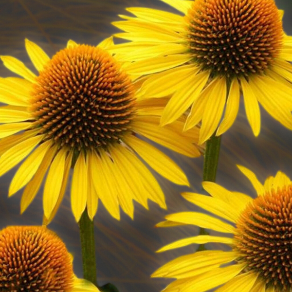 Nahaufnahme von gelben Rudbeckia-Blüten