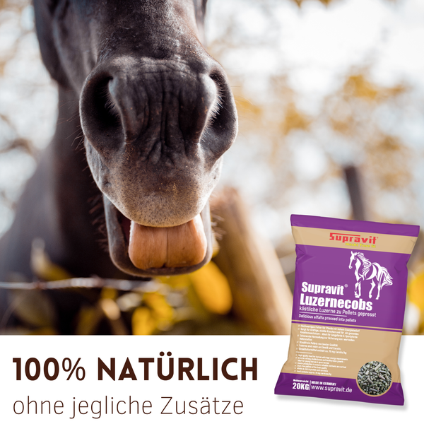 Pferdekopf neben einer Packung Supravit Luzernecobs Pferdefutter