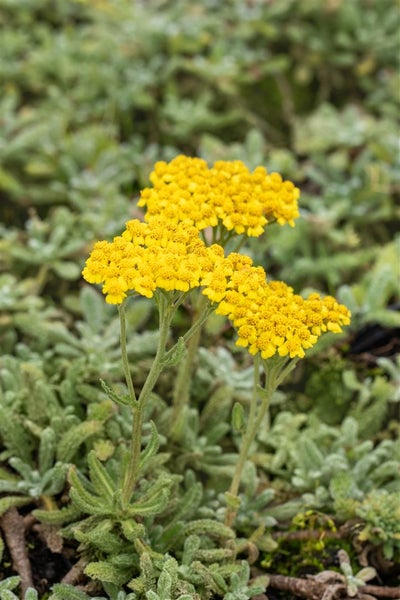 Goldgarbe Pflanze mit gelben Blüten