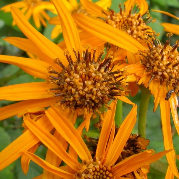 Nahaufnahme von Telekie-Blüten