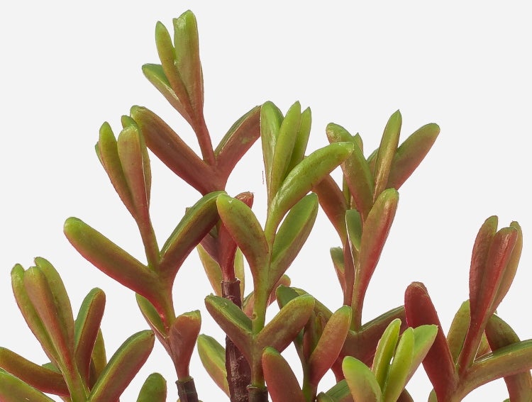 Detailansicht einer künstlichen Palme mit strukturiertem Stamm und Blattansätzen.
