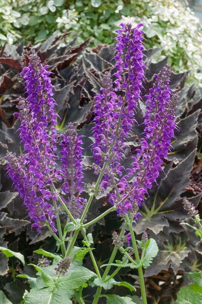 Blühende Salvia Pflanze im Garten.