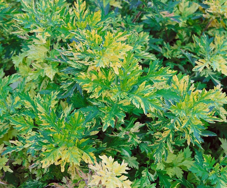 Artemisia vulgaris 'Oriental Limelight', gelb-grün, ca. 11x11 cm Topf