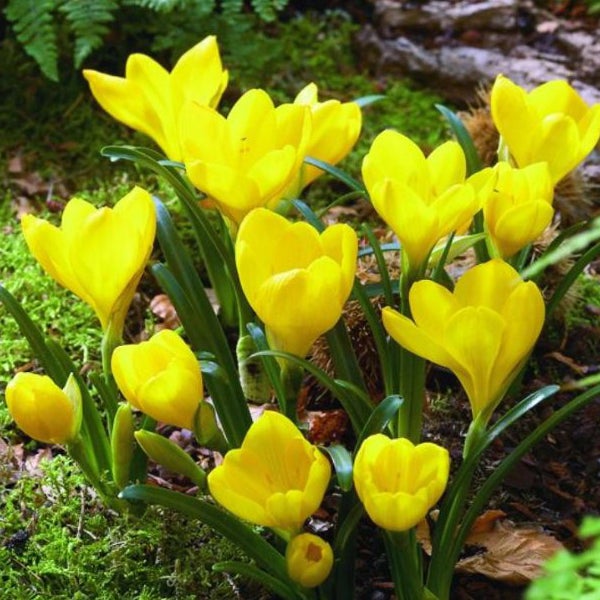 Gelbe Krokusblüten im Gartenbeet