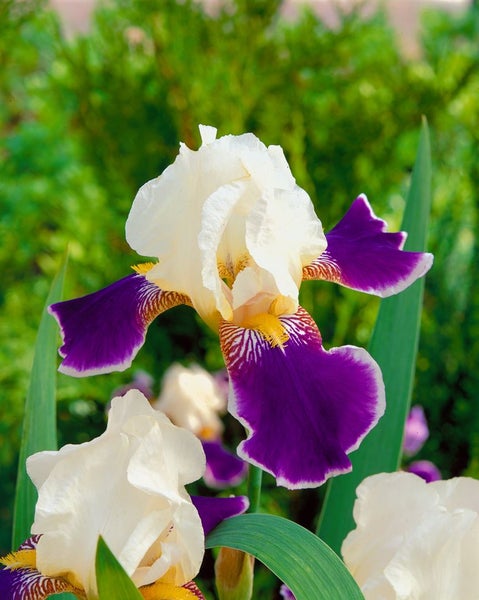 Iris x barb.-elat. 'Wabash', Schwertlilie, zweifarbig, ca. 11x11 cm Topf
