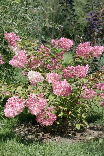 Hydrangea paniculata 'Vanille-Fraise', Rispenhortensie, zweifarbig, 60–100 cm