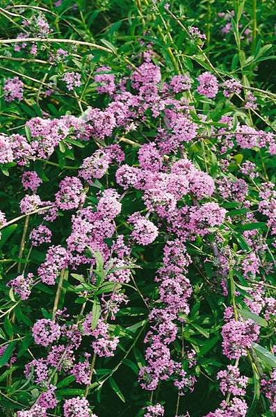 Buddleja alternifolia, Hänge-Sommerflieder, 80–100 cm, duftend
