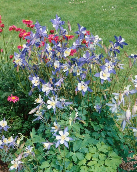 Aquilegia caerulea 'Blue Star', Akelei, blau-weiß, ca. 9x9 cm Topf