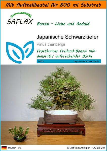 SAFLAX Garden in the bag - Japanische Schwarzkiefer - Pinus thunbergii - 30 Samen - Mit Anzuchtsubstrat im praktischen, selbst aufstellenden Beutel