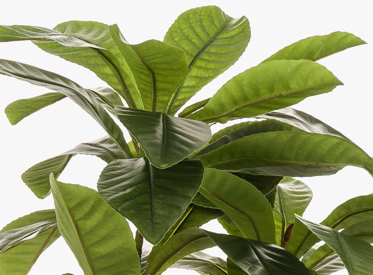 Buchsbaum in Pyramidenform mit dichtem grünem Blattwerk.