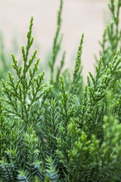 Juniperus pfitzeriana 'Mint Julep', Wacholder, grün, 15–20 cm