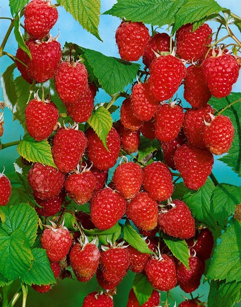 Rubus idaeus 'Malling Promise', Himbeere, 40–60 cm