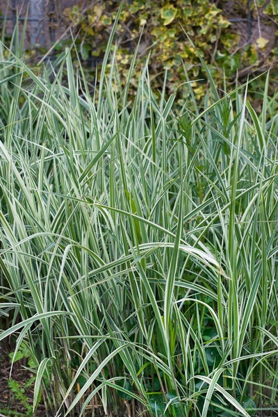 Carex conica 'Snowline', Ziergras, weiß-grün, ca. 9x9 cm Topf