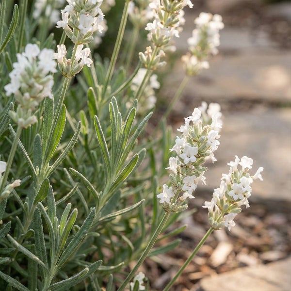 Weißer Lavendel mit Blüten und grünen Blättern im Garten