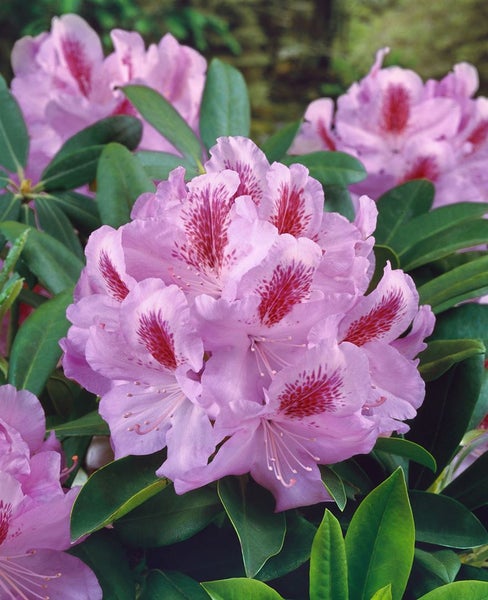 Nahaufnahme einer Rhododendronblüte mit Blättern