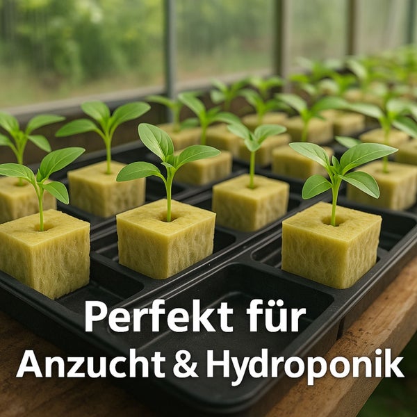 Anzuchtschale mit Anzuchtwürfeln und jungen Pflanzen