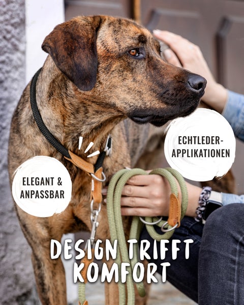 Hund mit Leine und Halsband