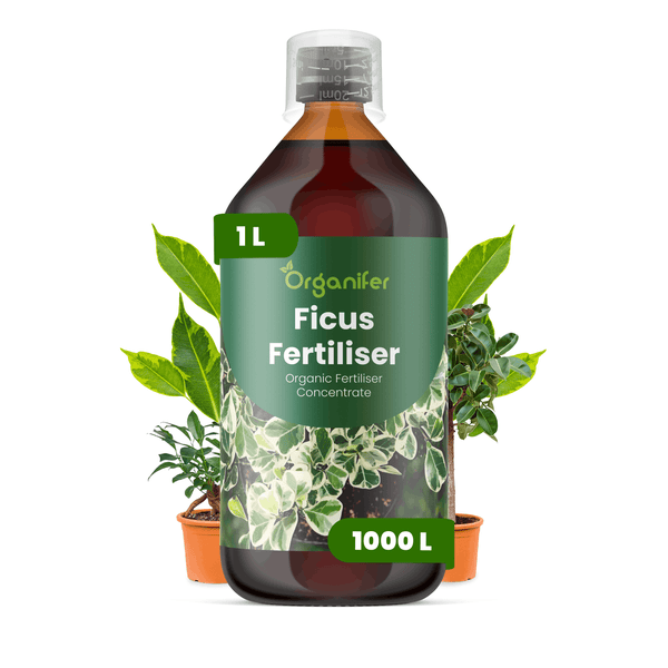 Organifer Ficus-Dünger, organisches Düngerkonzentrat, 1 Liter Flasche ergibt 1000 Liter Düngerlösung.
