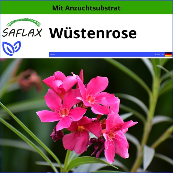 SAFLAX  - Wüstenrose - Adenium obesum - 8 Samen - Mit keimfreiem Anzuchtsubstrat