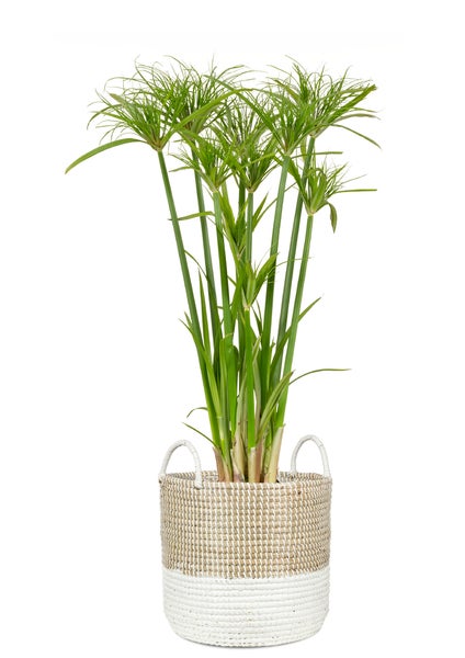 Scheurich Seagrass 39, Korbgefäß/Korb-Pflanzgefäß/Korbtopf mit Griffen aus Seagrass Farbe: Nature White, 39 cm Durchmesser, 34 cm hoch, 38,6 l Vol.