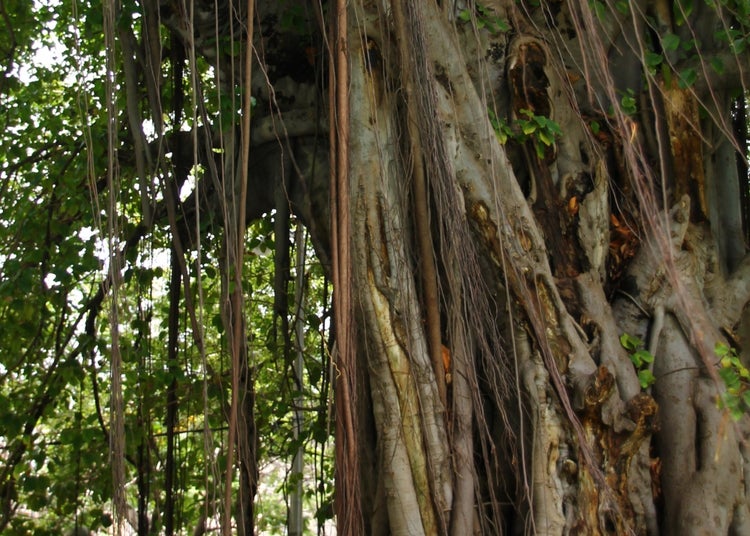 SAFLAX Garden to go - Bengalische Würgefeige - Ficus benghalensis - 20 Samen - Mit Topf, Klima - Deckel und Anzuchtsubstrat