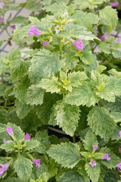 Calamintha grandiflora, Bergminze, rosa Blüten, ca. 9x9 cm Topf