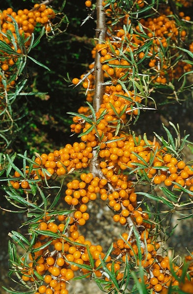 Hippophae rhamnoides 'Friesdorfer Orange', Sanddorn, orange, 40–60 cm